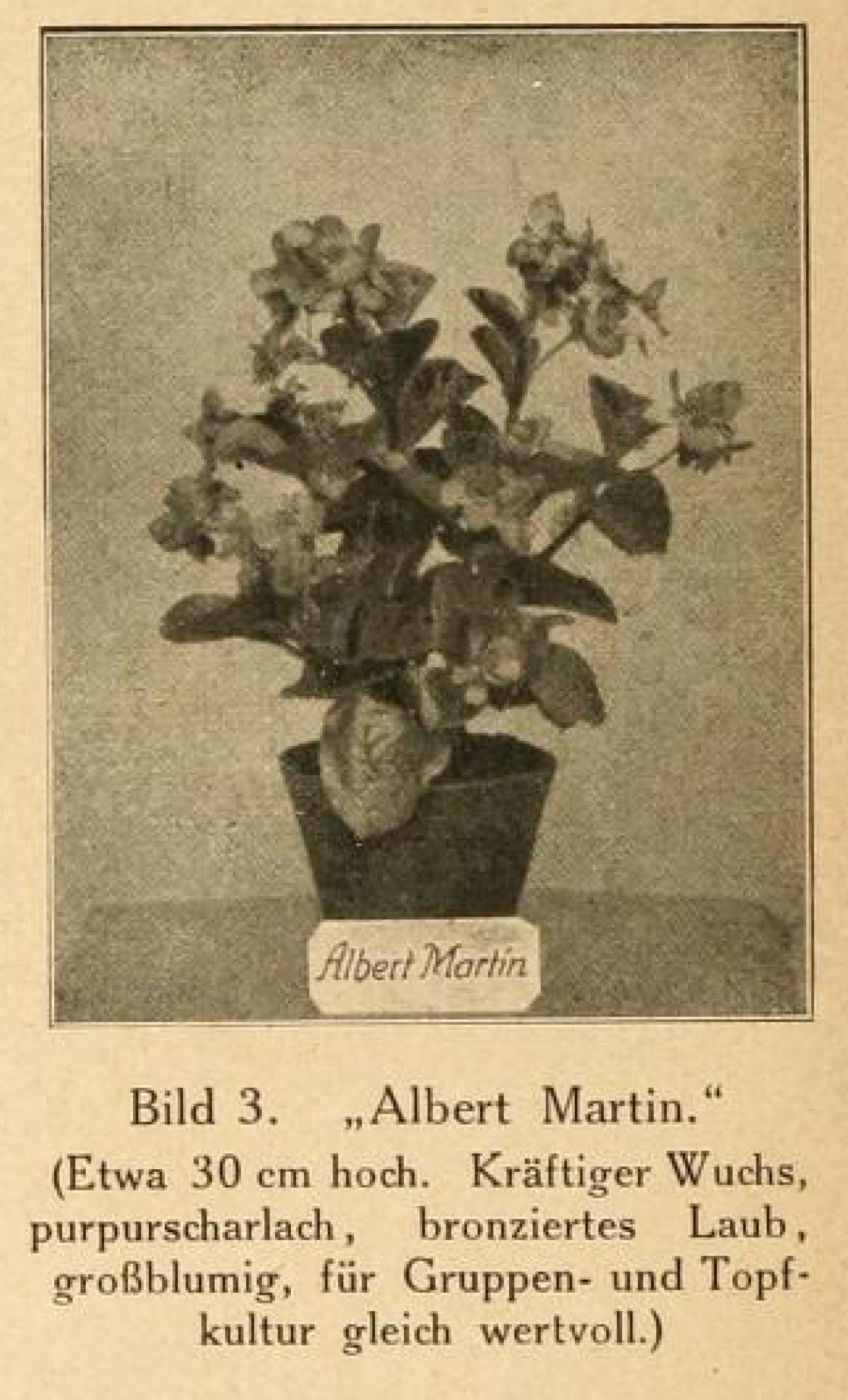 B. ‘Albert Martin’